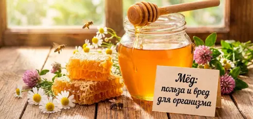 Мёд: польза и вред для организма