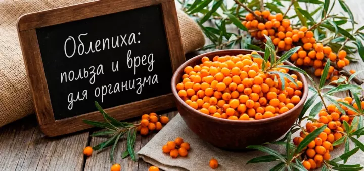 Облепиха: польза и вред для организма