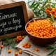 Облепиха: польза и вред для организма